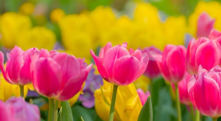 Computer-Spring-Cleaning-Tulip